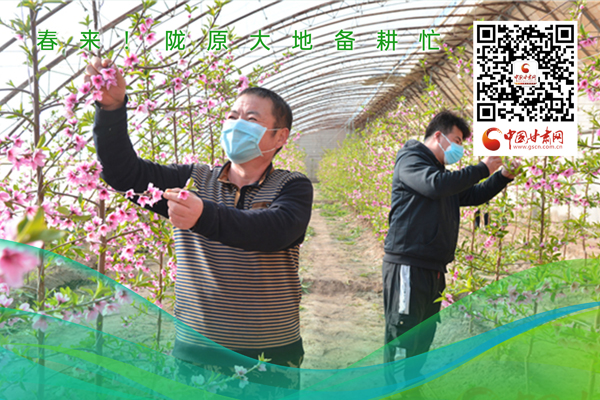 海報(bào)丨春來！隴原大地春耕忙
