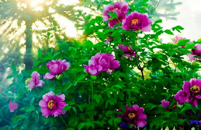 【“甘味”故事】“百花王”駕到！國色傾城正當時