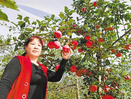 【走向我們的小康生活】馮巧葉，“大家一起過好日子”