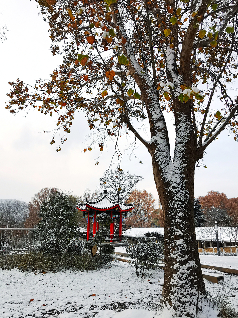 高清大圖|天水弘文園初雪，你喜歡嗎？