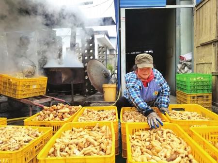 村民在康縣陽壩鎮(zhèn)陽壩村天麻種植大戶胡國強(qiáng)家加工天麻。