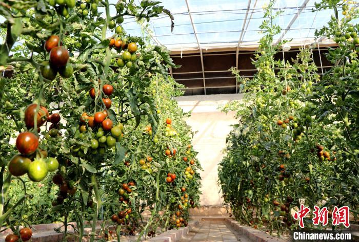 12月14日，甘肅省武威市民勤縣紅旗谷現(xiàn)代農(nóng)業(yè)產(chǎn)業(yè)園，溫棚內(nèi)“水果西紅柿”長(zhǎng)勢(shì)良好?！●R愛(ài)彬 攝