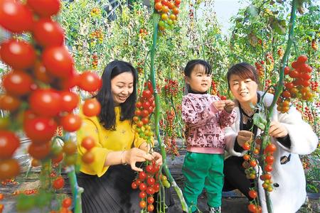 酒泉市肅州區(qū)東洞戈壁產業(yè)園里的圣女果、人參果陸續(xù)成熟上市