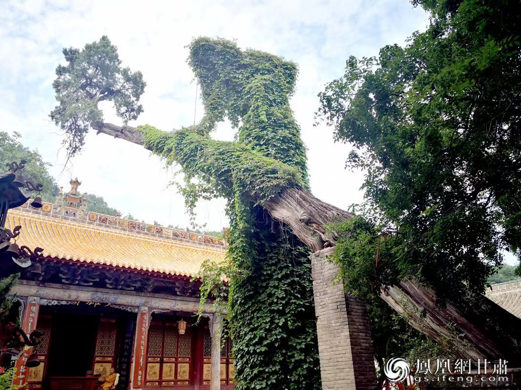 “山頭南郭寺，水號北流泉。老樹空庭得，清渠一邑傳?！倍鸥υ娭械摹袄蠘洹保傅木褪沁@株春秋古柏，為南郭寺的“鎮(zhèn)寺之寶”。胡江 攝