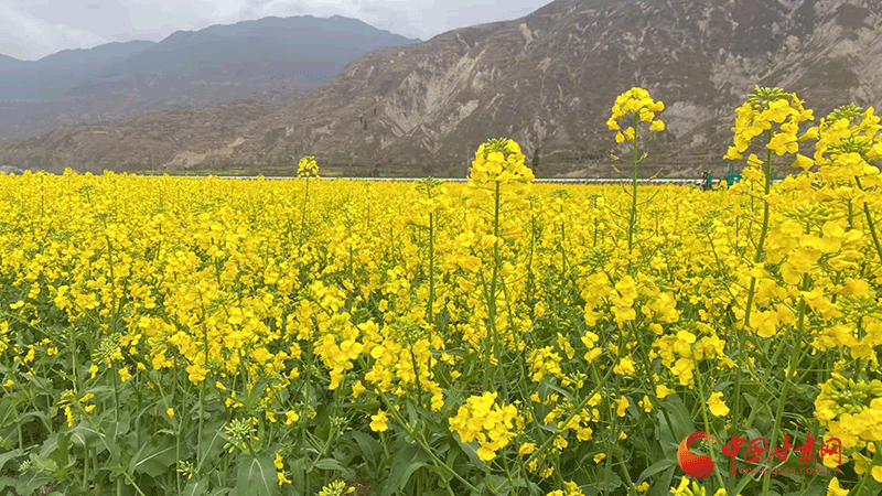 隴南武都：萬(wàn)畝油菜花競(jìng)相開放