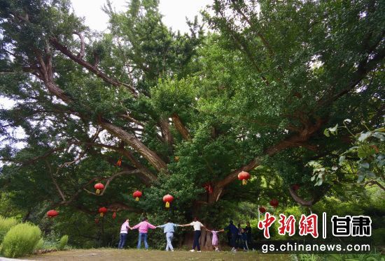 隴南徽縣境內(nèi)最古老的銀杏樹。當?shù)貍髡f，它已有千年樹齡。（資料圖）殷春永 攝