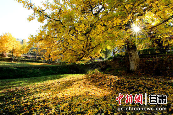 隴南徽縣銀杏樹最美的時候，當屬每年的10月至11月。圖為樹葉已染黃的銀杏樹。張承榮 攝