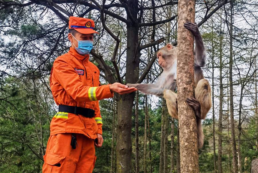 【甘快看】嗨！你好！甘肅隴南森林消防員巡護途中偶遇野生獼猴群