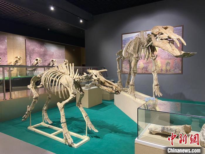 圖為5月底，和政縣古動(dòng)物化石博物館內(nèi)修復(fù)后的古生物化石?！「哒?攝