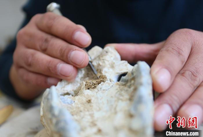 2022年6月，在和政古動(dòng)物化石博物館內(nèi)，古生物化石修復(fù)師對(duì)化石進(jìn)行修復(fù)。(資料圖) 高展 攝