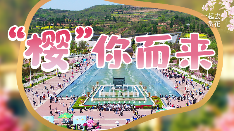 海報(bào)|春色爛漫，一組海報(bào)“云賞”櫻花盛開(kāi)