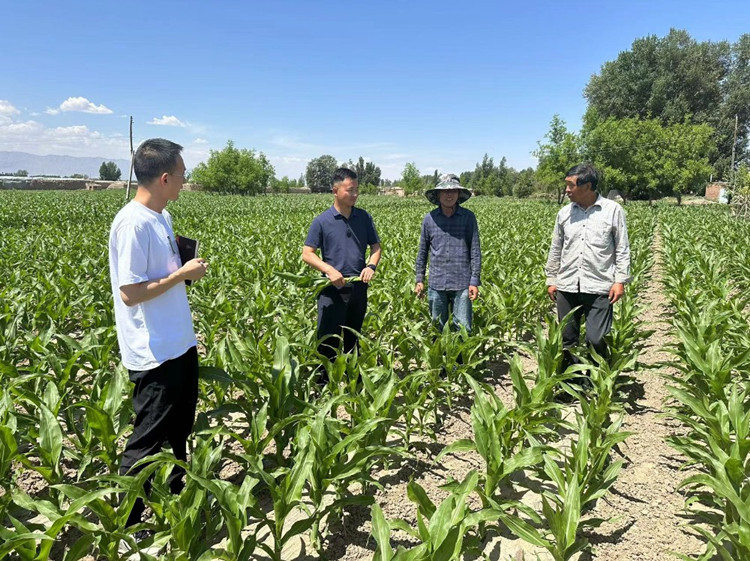 臨澤縣蓼泉鎮(zhèn)紀(jì)委工作人員深入田間地頭，現(xiàn)場(chǎng)了解玉米制種長勢(shì)和產(chǎn)業(yè)發(fā)展情況。.jpg