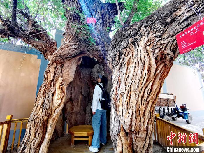 青海海東市阿河灘地質文化村：古樹新枝、丹山碧水