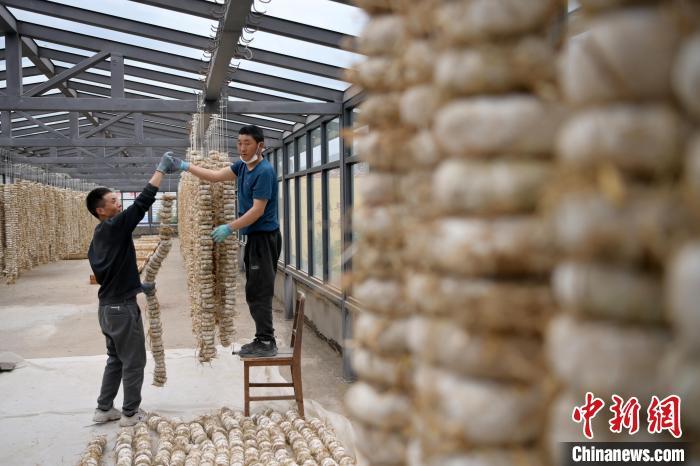 圖為5月10日，工作人員將用青稞面和青稞草等制成的曲坯用繩子串起來晾曬。九美旦增　攝