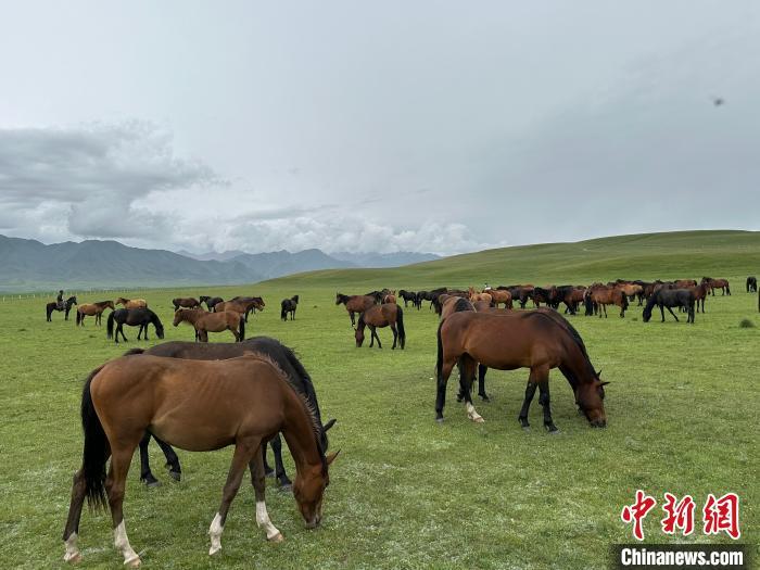 7月中旬，在山丹馬場草原上吃草的“山丹馬”?！〈魑牟?攝